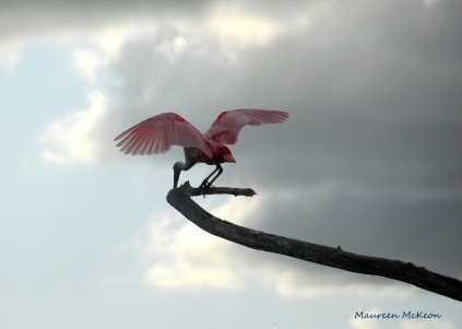 Roseate Spoonbill lands on a limb